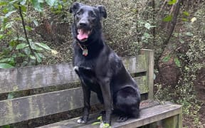 Sparky the stolen hound