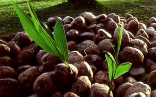 Coconuts