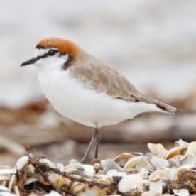 Photo for Red-capped dotterel