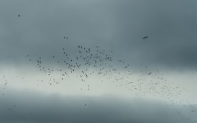 Bothersome birds gate crash pest proof sanctuaries