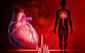 Illustration of human heart beat diagram