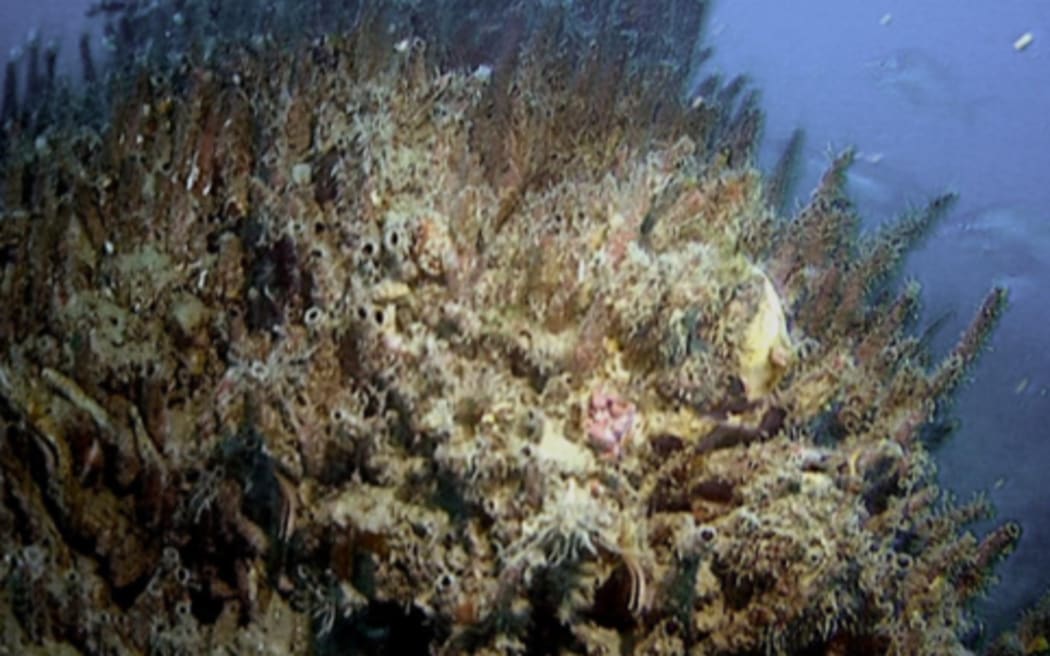 A Galeolaria tubeworm mound smothered by parchment worm at Kokomohua/ Long Island, at the entrance of Queen Charlotte Sound/Tōtaranui.