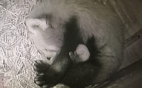 Red panda born at Auckland Zoo