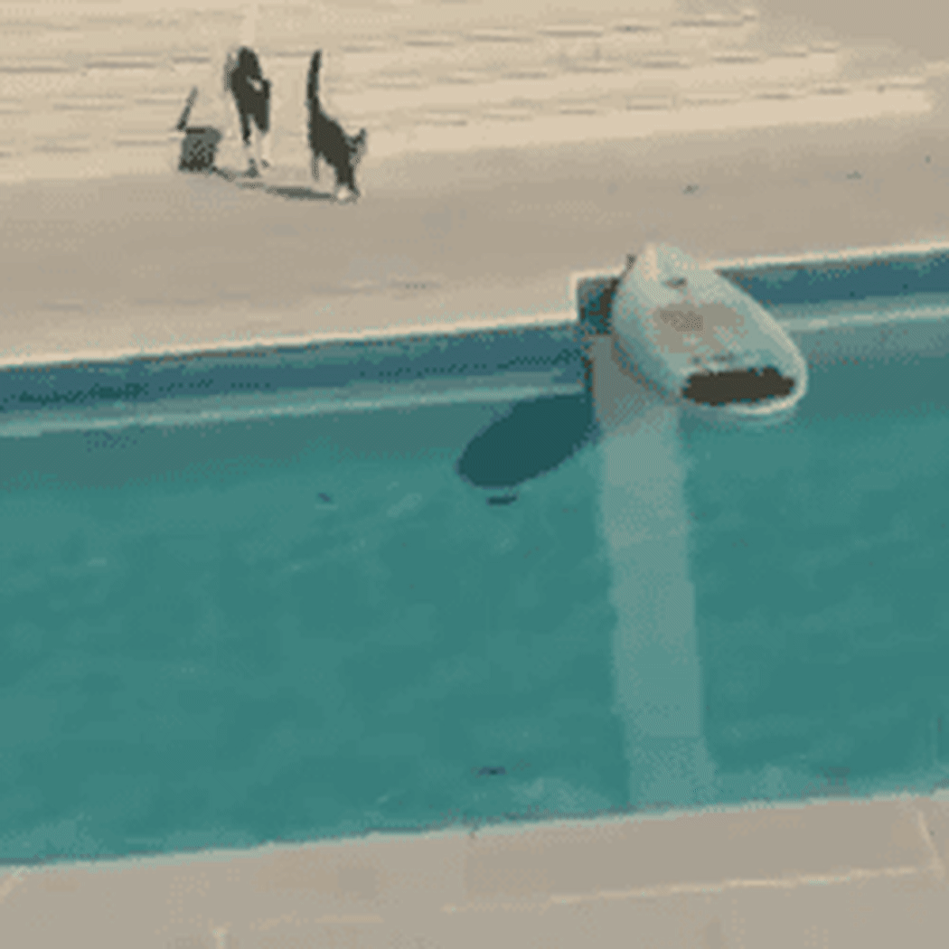 A cat escapes a dog by surfing across a pool