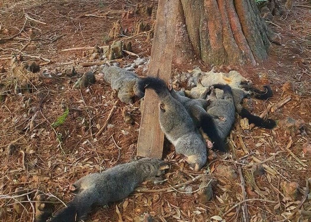 NZ Autotraps AT220 possum/rat trap with recent kills