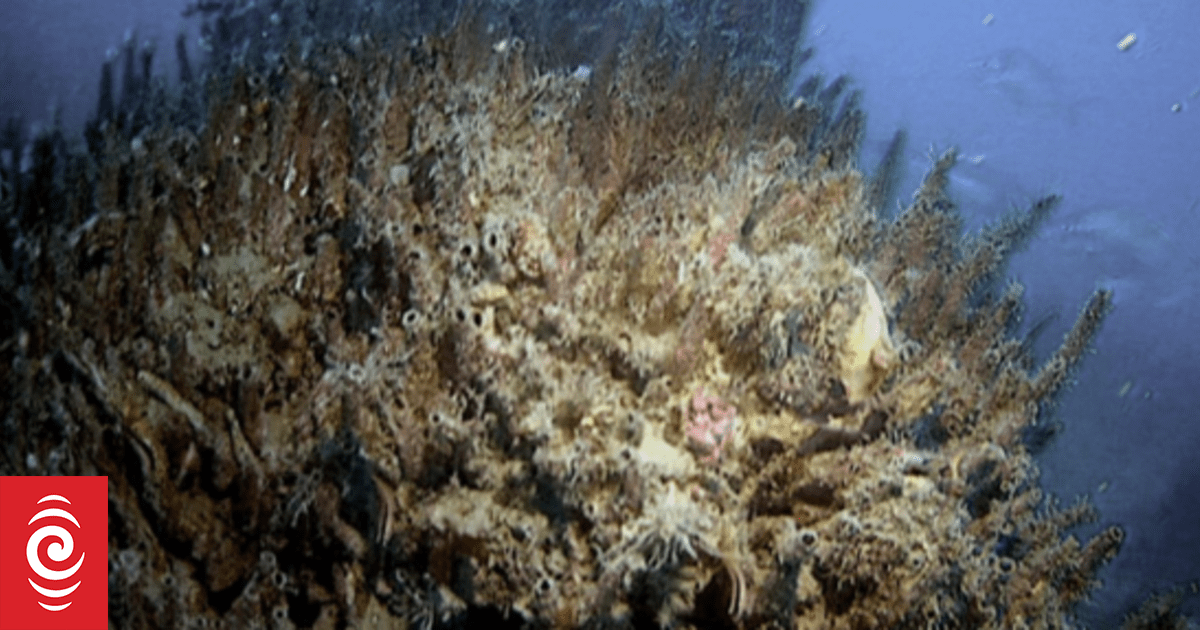 Action on Marlborough Sounds parchment worm ‘in the too-hard basket’