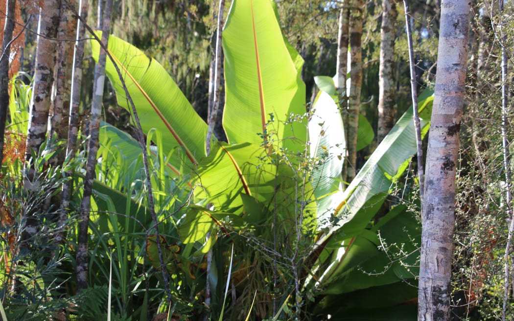 West Coast Agroforestry
