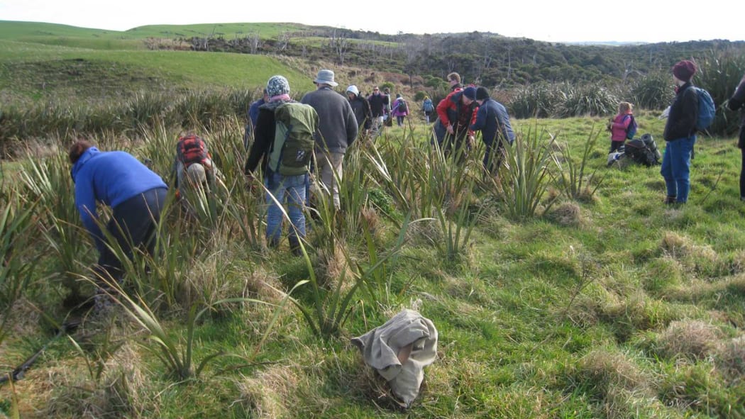 Volunteers digging flax for transplanting at Te Rere