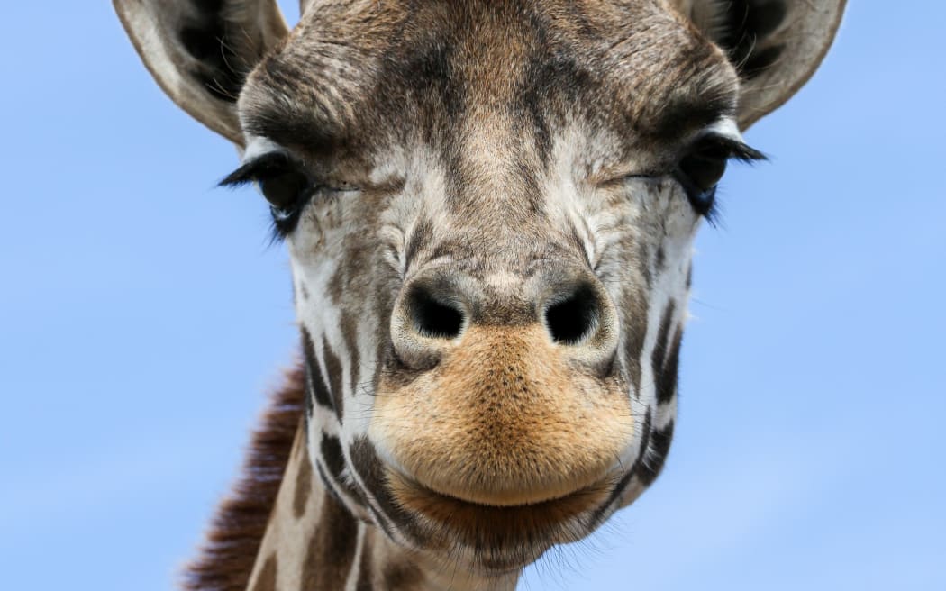 a giraffe's head facing the camera