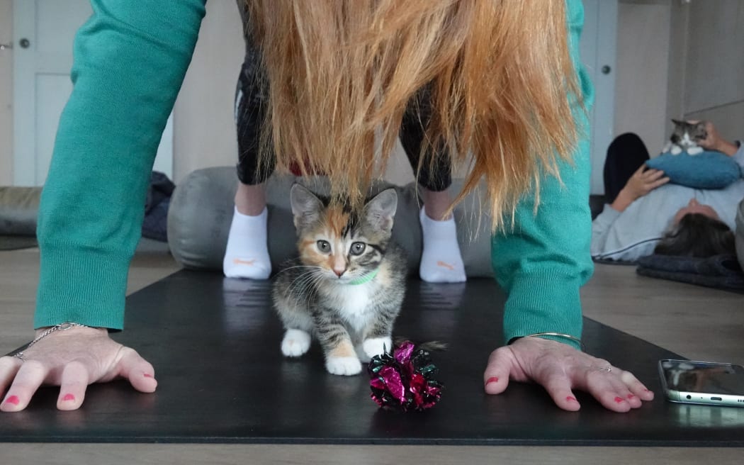 Kitten yoga at Yin Side Yoga in Paihia. Pitcured on 28 October 2023.