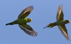 2 budgies not colliding