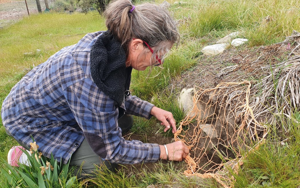 Mary Hunt adjusts the purse nets over the rabbit holes