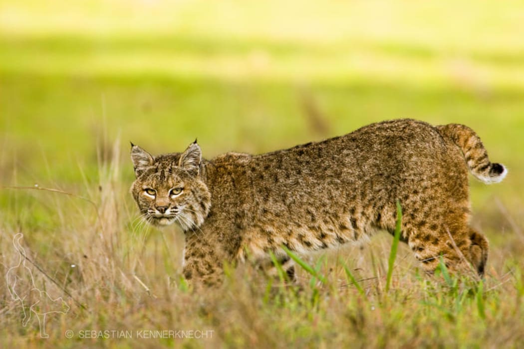 Bobcat, California.