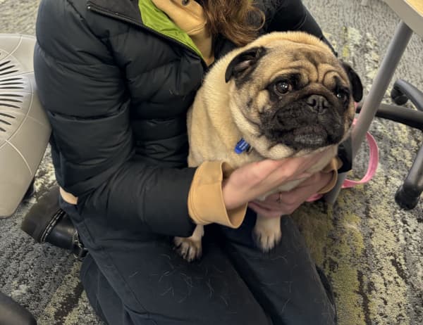 Northern Health School is pleading for the return of their volunteer therapy dog Doug.