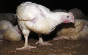 A screengrab from footage released to RNZ by Animals Aotearoa from inside a free range meat chicken farm.