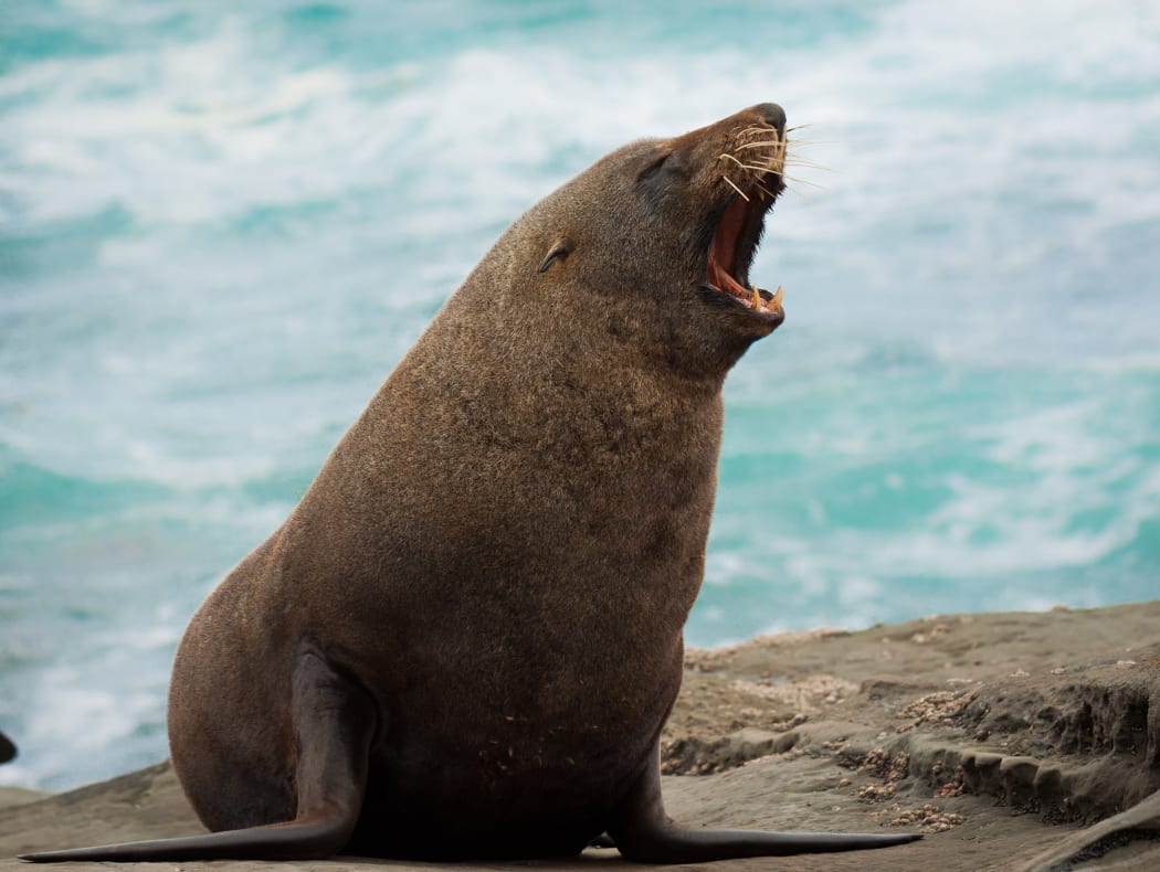 New Zealand fur seal