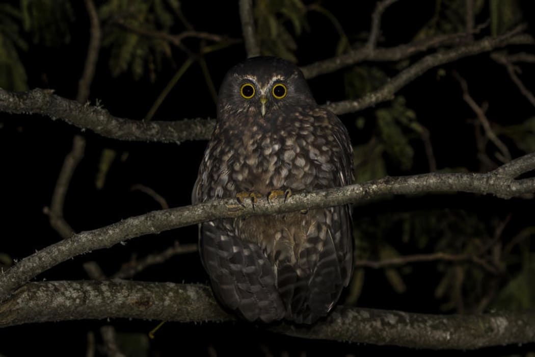 Morepork