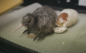Another Kiwi chick successfully hatched, Operation Nest Egg, Auckland Zoo