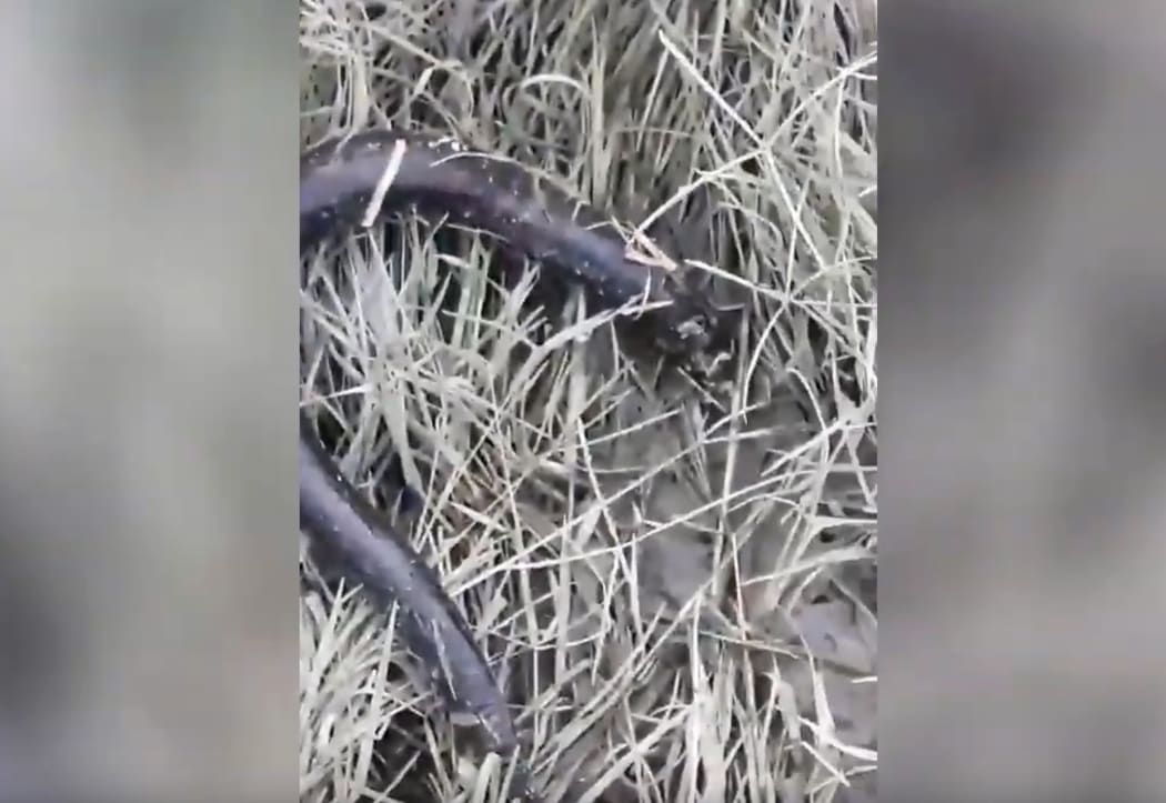 The death of the eels is being investigated by MPI.