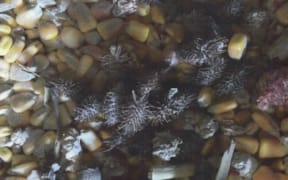 Noogoora bur (check spelling)