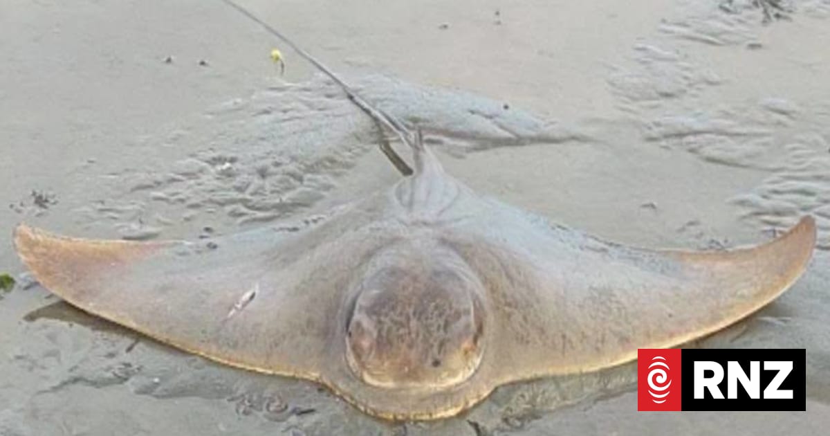 Stormy weather could be behind mass death of eagle rays at Porirua beach