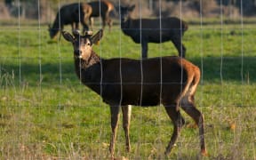 deer farm