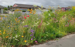 Levin resident Louise McCarthy decided to transform her berm into an urban meadow full of wildflowers after Horowhenua District Council stopped mowing residential berms.