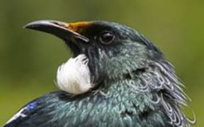 tui