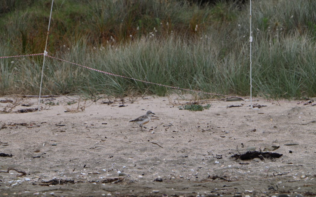 A dotterel at Te Haruhi Bay.