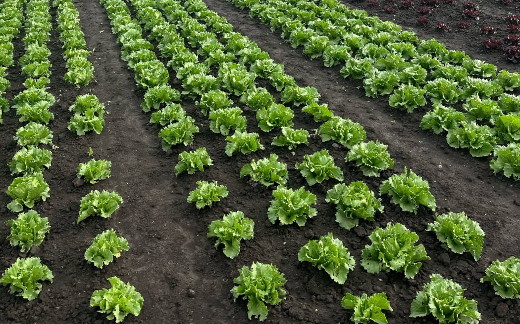Ryan Kiesanowski's vegetable farm in Christchurch.
