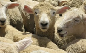 Sheep waiting for sale