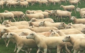 A flock of hair sheep