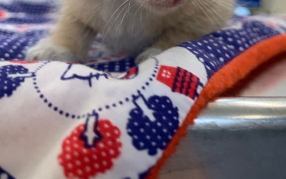 Kitten named Taika rescued at refuse station in Wellington