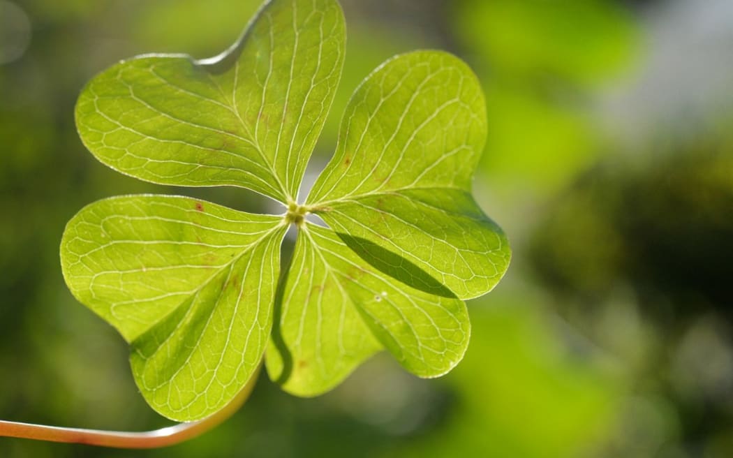 A four-leaf clover, a symbol for good luck, Germany, city of Osterode, 30. October 2017.