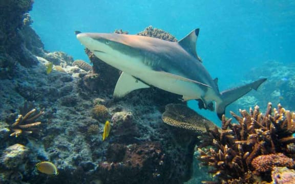 Black tip reef shark
