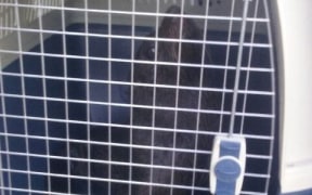 The captured seal in a carrier.