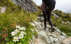 Stock Photo - white alpine flower on Routeburn Track, New Zealand
white alpine flower on Routeburn Track, New Zealand Stock Photo