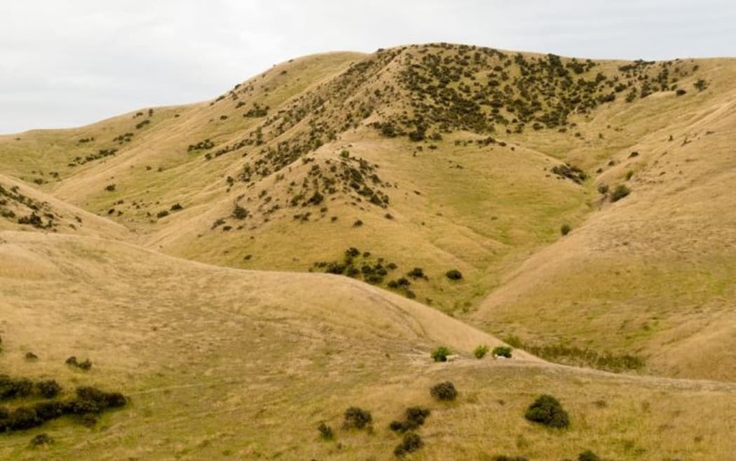 Dry pasture grassland in the South Island, New Zealand.