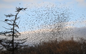 06 February 2024, Baden-Württemberg, Schelklingen: Thousands of bramblings fly to their roost in the forest on the Swabian Alb. Foresters estimate that between 100,000 and one million bramblings are currently spending the winter there. Photo: Felix Kästle/dpa (Photo by Felix Kästle / DPA / dpa Picture-Alliance via AFP)
