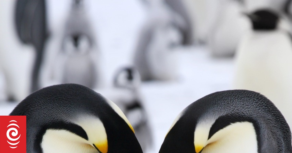 Penguins and why we love them | RNZ