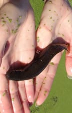 Canterbury Mudfish