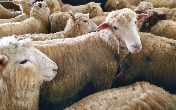 Sheep ready for weighing