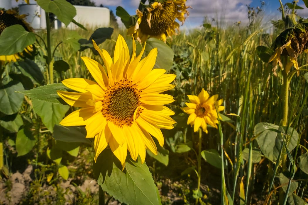 Millions of sunflowers on the Darling's farm will soon be harvested and turned into sunflower oil