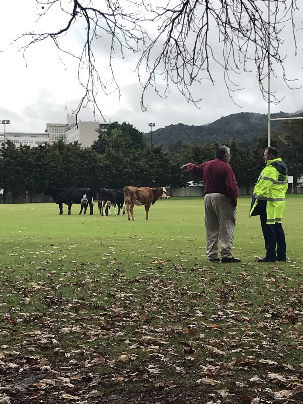 Pat Newman offers a police officer the correct arrest strategy for the cows at Hora Hora School.