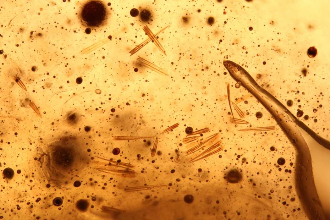 Minute scales from the wings of either moths or butterflies