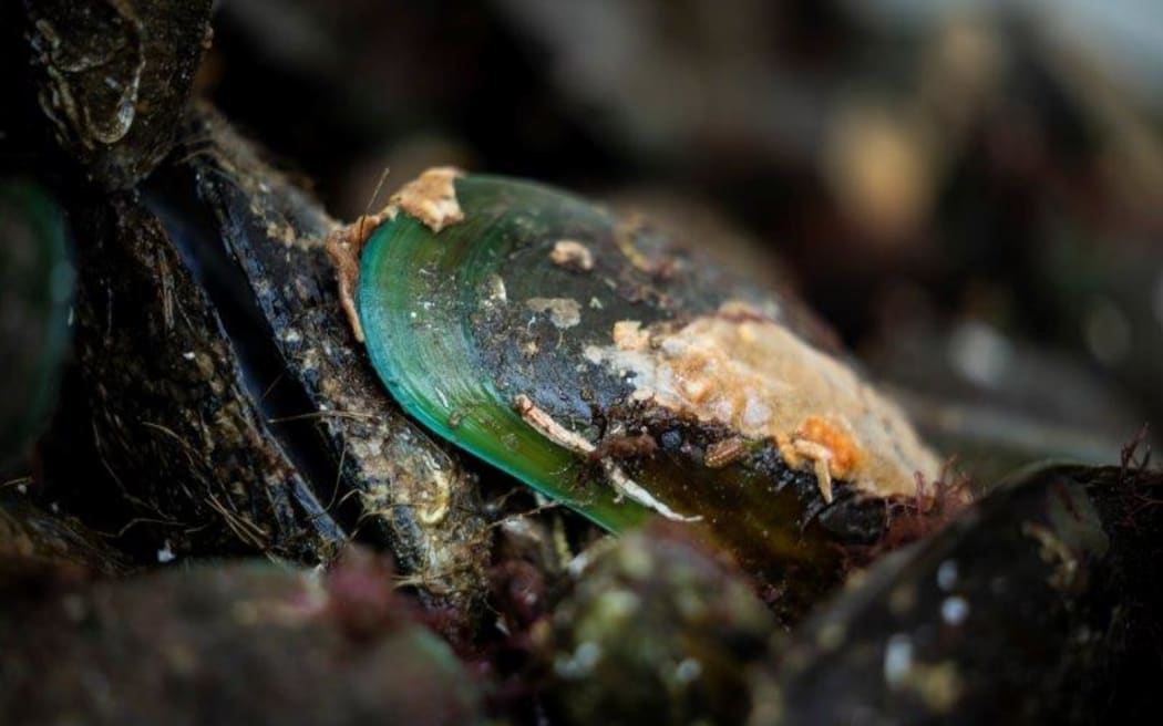 Green-lipped mussel.