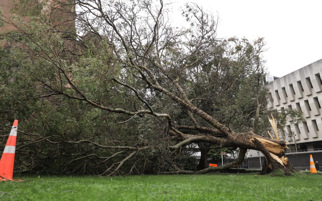 Tree blown over at Wellington Cathedral of St Paul on 1 May 2025.