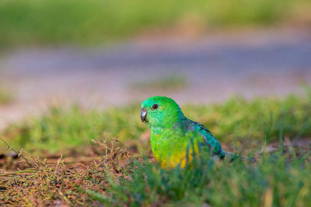 Red rumped parrot