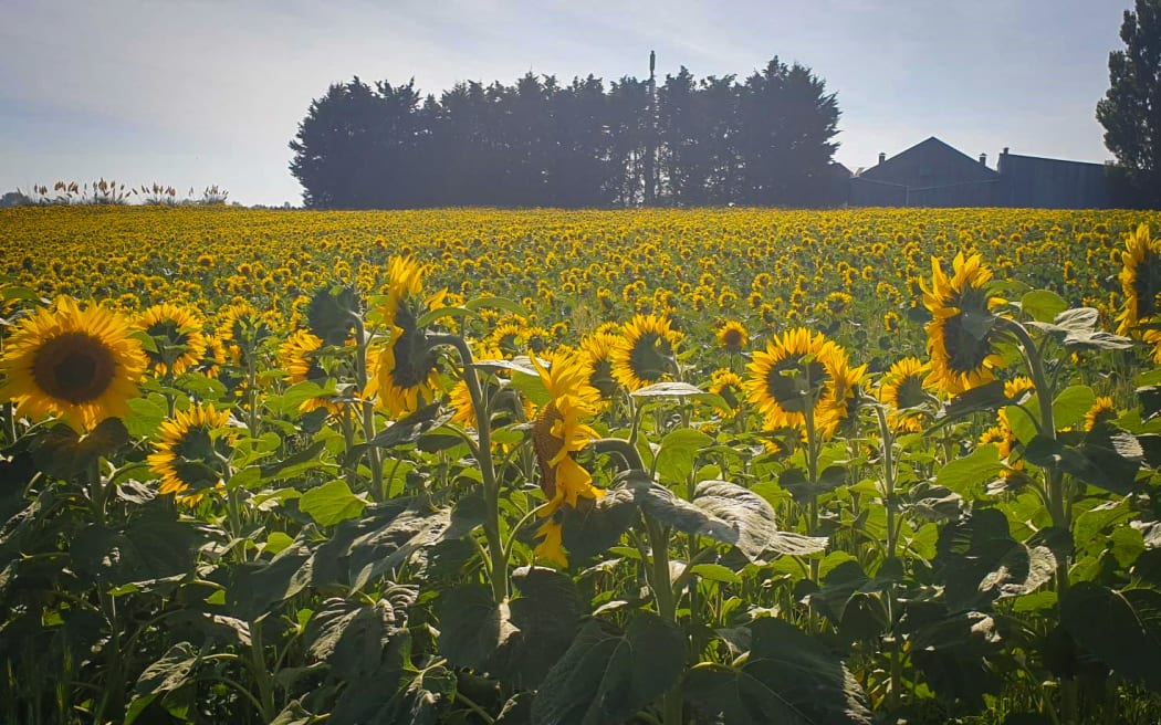 Sunflowers on a farm