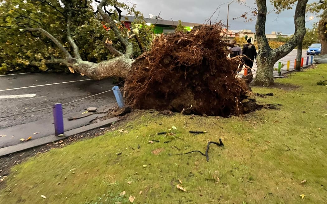 A tree toppled in the tornado that hit Levin